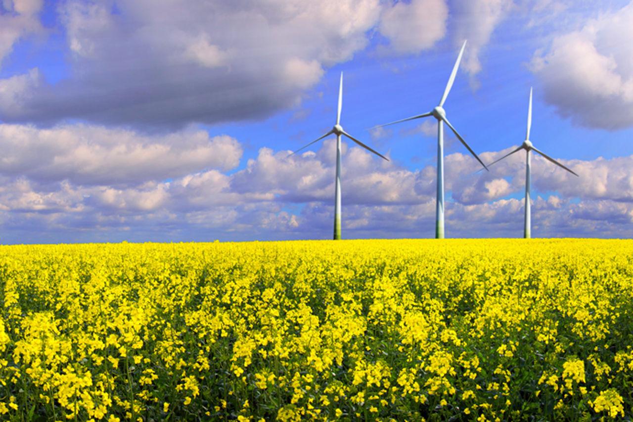 Rapeseed field with wind turbines